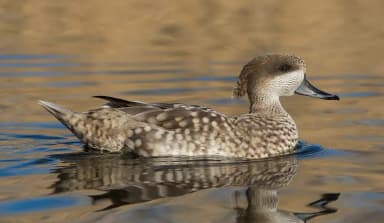 Marbled Teal (Marmaronetta angustirostris)
