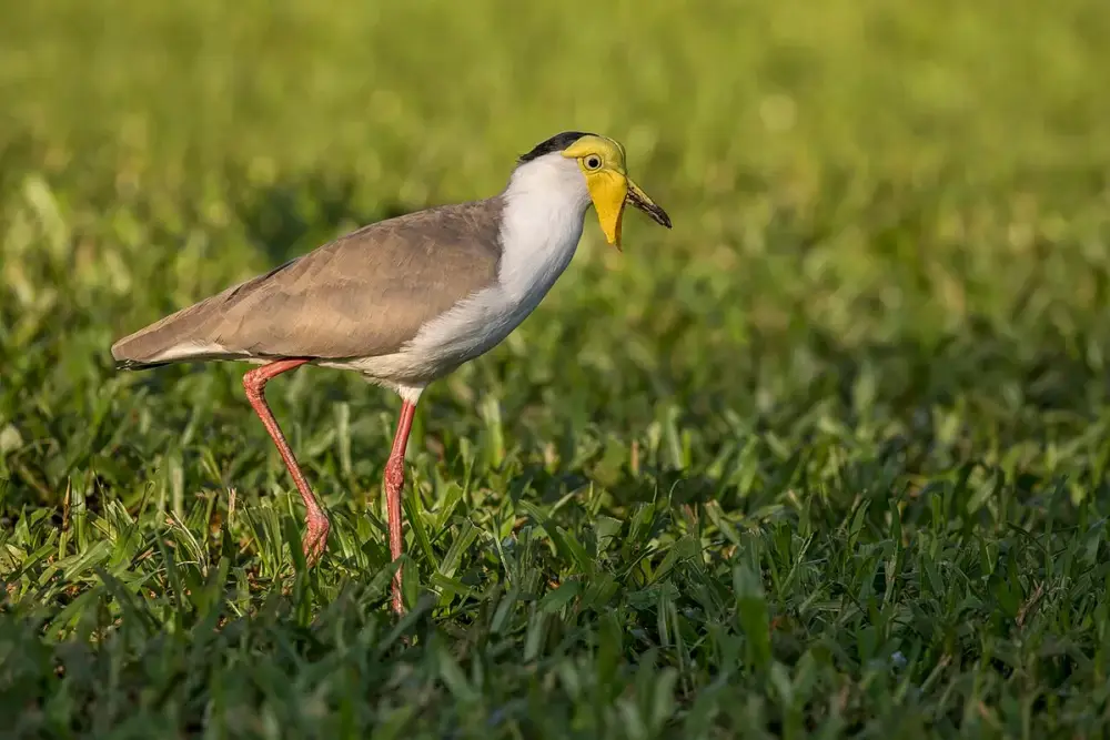 Masked Lapwing