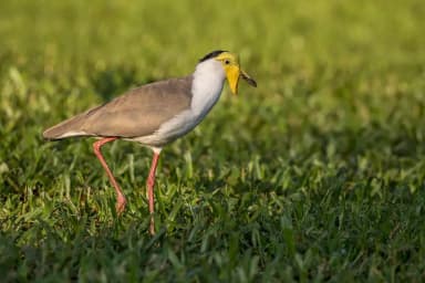 Masked Lapwing (Vanellus miles)