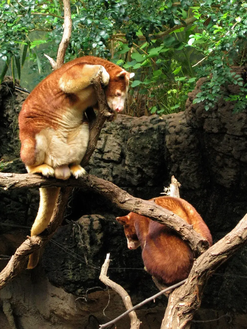 Matschie's Tree Kangaroo