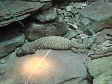 Mexican Beaded Lizard (Heloderma horridum)