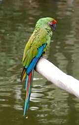 Military Macaw (Ara militaris)