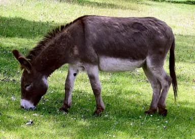 Miniature Donkey (Equus asinus)