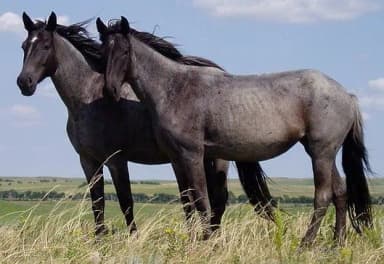 Miniature Horse (Equus caballus)