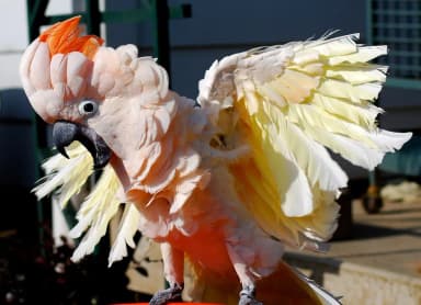 Moluccan Cockatoo (Cacatua moluccensis)