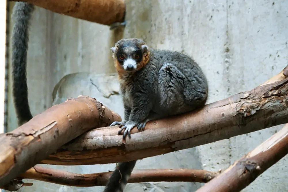 Mongoose Lemur (Eulemur mongoz)