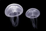 Moon Jelly (Aurelia aurita)