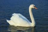 Mute Swan (Cygnus olor)