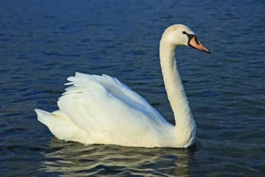 Mute Swan (Cygnus olor)