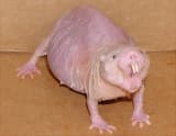 Naked Mole-rat (Heterocephalus glaber)