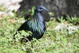 Nicobar Pigeon (Caloenas nicobarica)