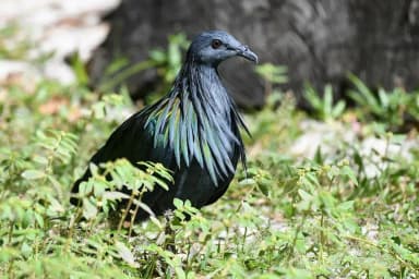 Nicobar Pigeon (Caloenas nicobarica)