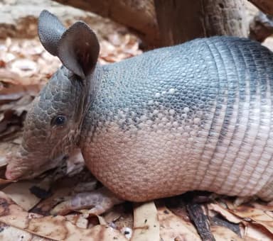 Nine-banded Armadillo (Dasypus novemcinctus)