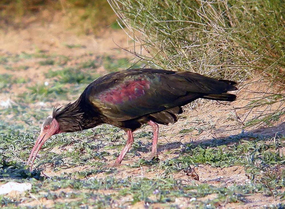 Northern Bald Ibis