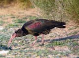 Northern Bald Ibis (Geronticus eremita)