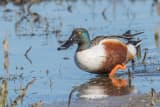 Northern Shoveler (Spatula clypeata)