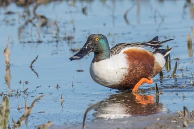 Northern Shoveler (Spatula clypeata)
