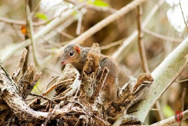 Northern Tree Shrew (Tupaia belangeri)