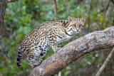 Ocelot (Leopardus pardalis)