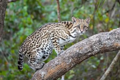 Ocelot (Leopardus pardalis)