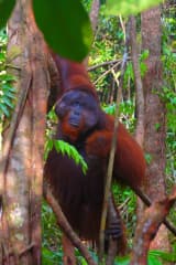 Orangutan (Pongo pygmaeus)