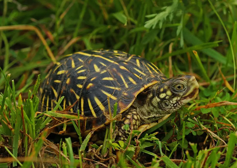 Ornate Box Turtle (Terrapene ornata)