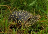 Ornate Box Turtle (Terrapene ornata)