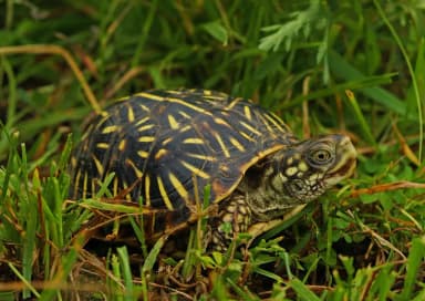 Ornate Box Turtle (Terrapene ornata)