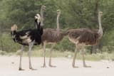 Ostrich (Struthio camelus)