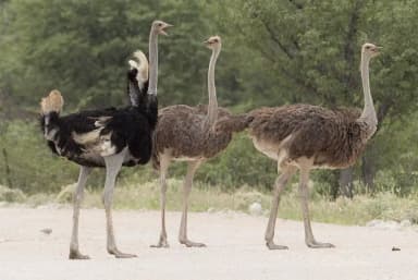 Ostrich (Struthio camelus)