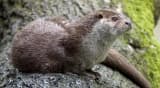 Otter (Lutrinae)