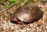 Painted Turtle (Chrysemys picta)