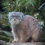 Pallas's Cat (Otocolobus manul)
