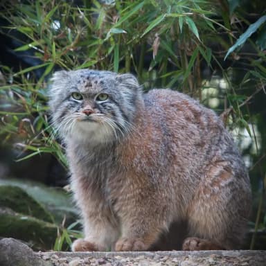 Pallas's Cat (Otocolobus manul)