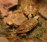 Pancake Tortoise (Malacochersus tornieri)
