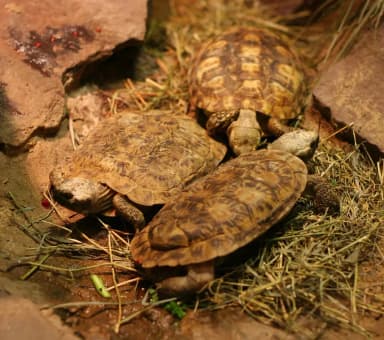 Pancake Tortoise (Malacochersus tornieri)