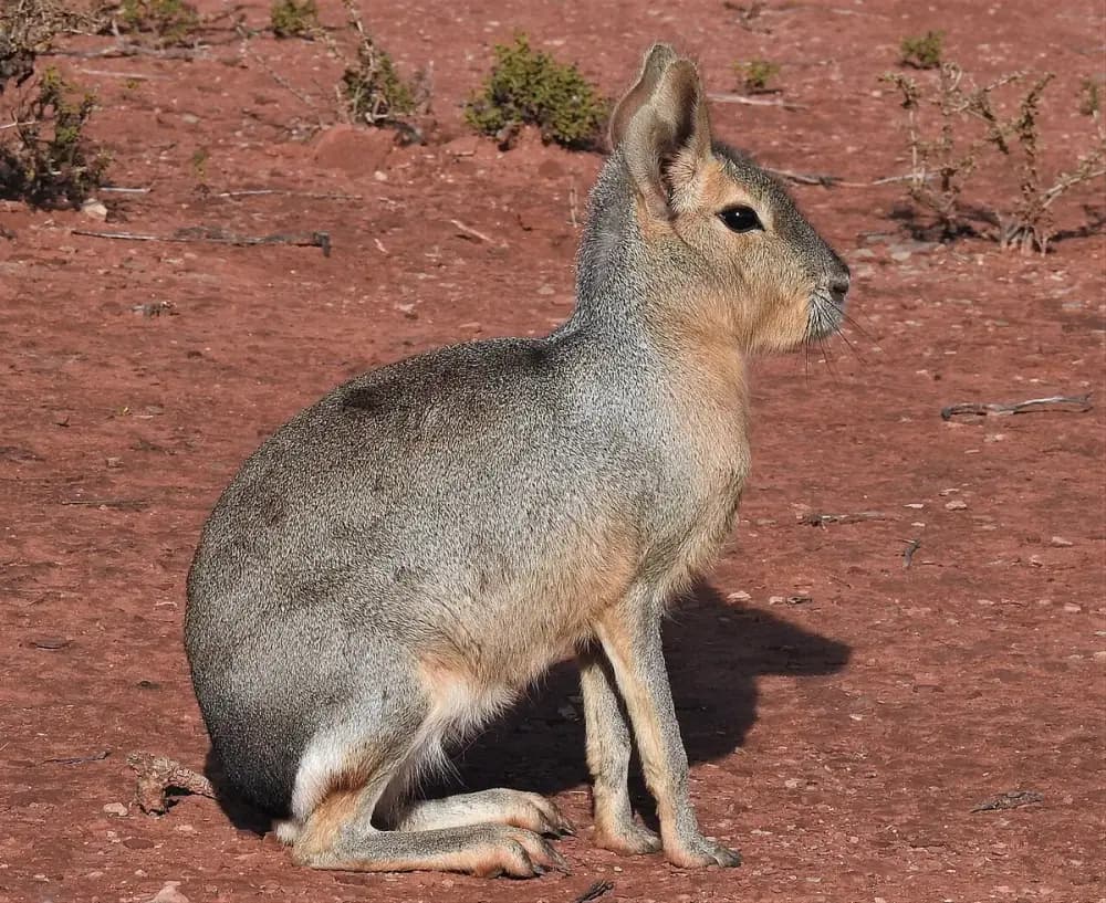 Patagonian Mara