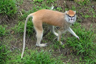 Patas Monkey (Erythrocebus patas)