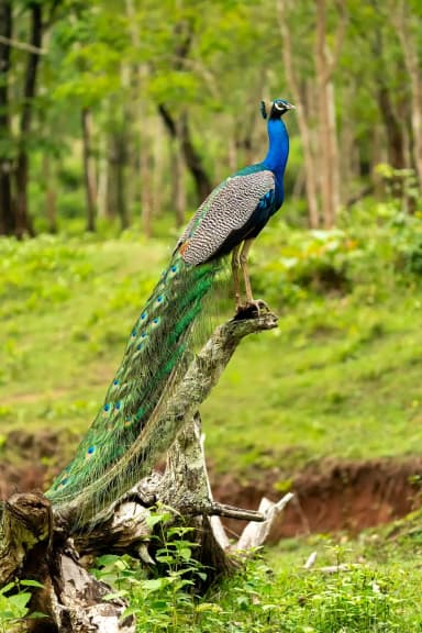 Peafowl (Pavo cristatus)