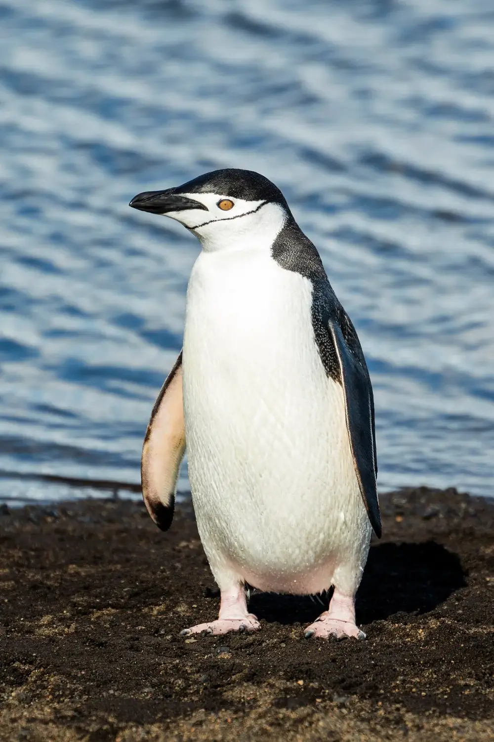 Penguin