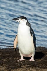 Penguin (Spheniscidae)
