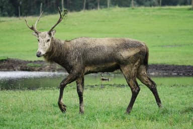 Père David's Deer (Elaphurus davidianus)