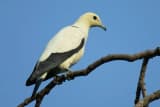 Pied Imperial Pigeon (Ducula bicolor)