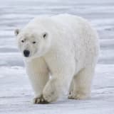 Polar Bear (Ursus maritimus)