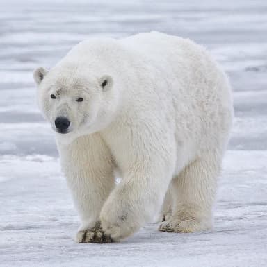 Polar Bear (Ursus maritimus)