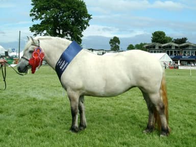Pony (Equus caballus)