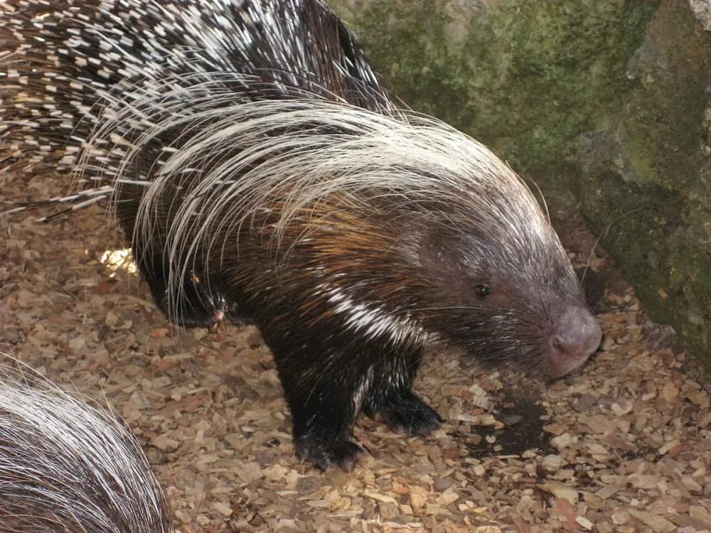 Porcupine