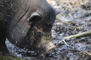 Pot-bellied Pig (Sus scrofa domesticus)