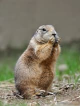 Prairie Dog (Cynomys)