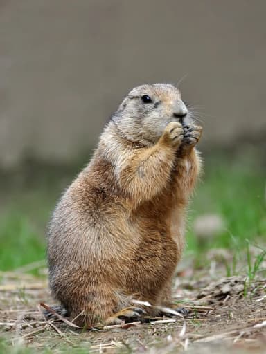 Prairie Dog (Cynomys)